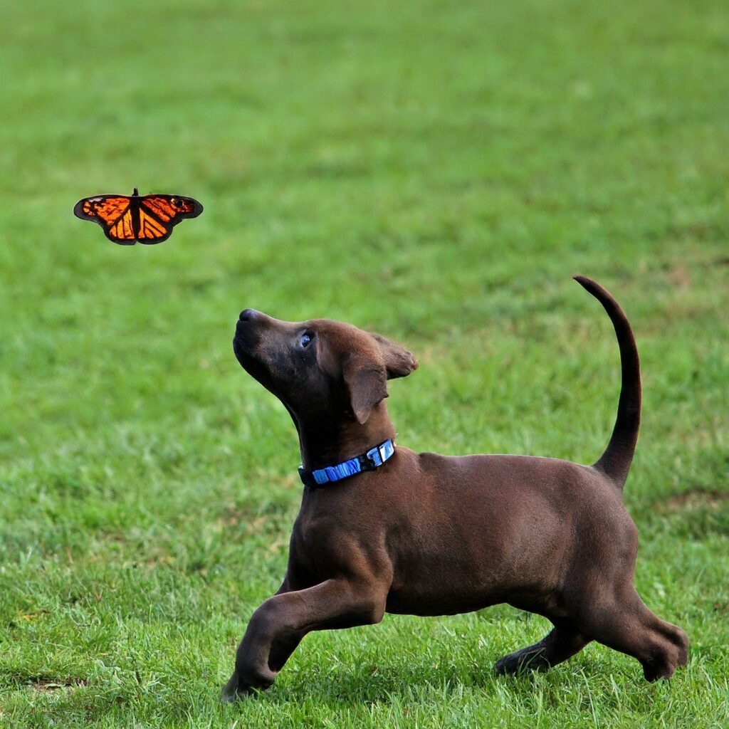 Photo: A dog is chasing a butterfly in the lush green meadows 