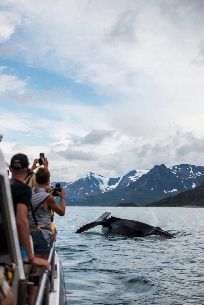 A humpback whale breaching near a small tour boat in calm Arctic waters, with snow-capped mountains in the background. Passengers on deck raise cameras in excitement. Summer light, crisp air, realistic wildlife photography style.